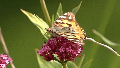 butterflynatureofBritain